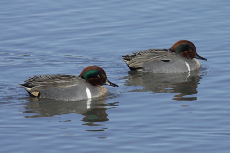 baylands